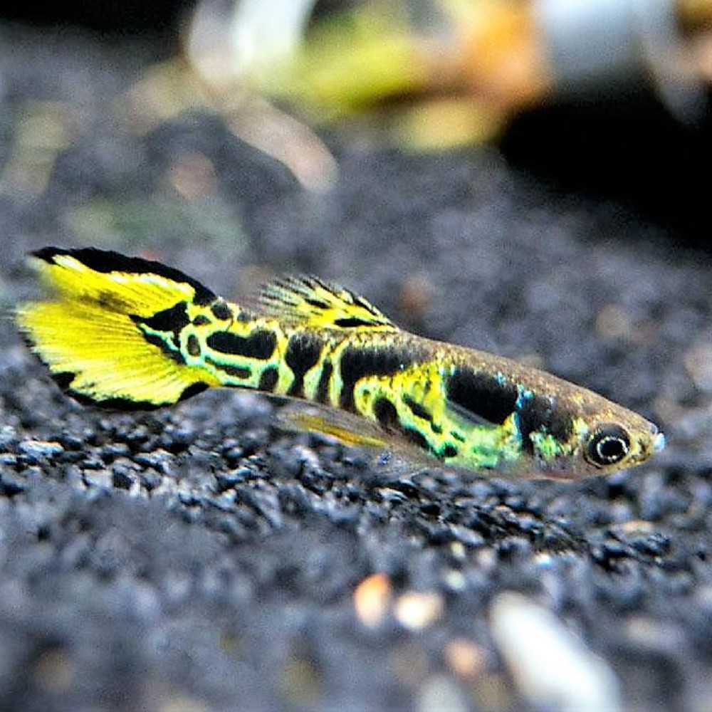 Poecilia wingei male tiger Guppy  endler  tiger mann L 